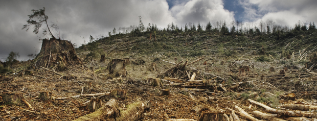 erasmus mundus global forestry