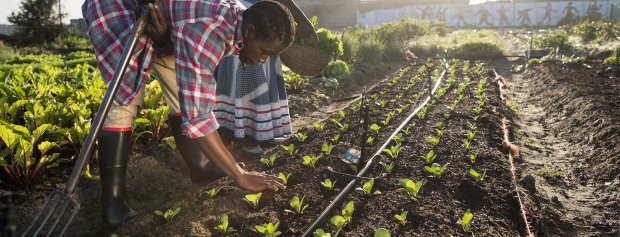 To afrikanere arbejder i haven