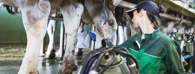 landbrugsmedarbejder arbejder med mælkeproduktion