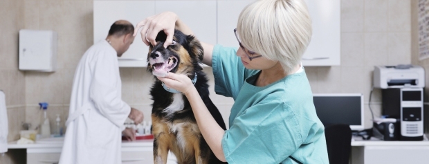 Veterinæsygeplejerske undersøger hund på klinik